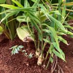 WhatsApp Image 2021-08-12 at 19.19.10