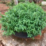 WhatsApp Image 2021-08-12 at 19.19.11