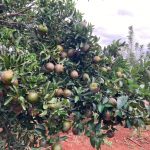 WhatsApp Image 2021-08-12 at 19.19.16